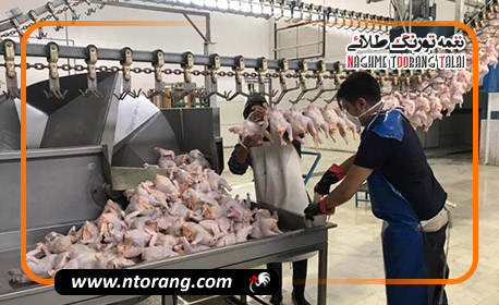 افزایش قیمت مرغ در اصفهان تا نیمه مرداد ادامه دارد